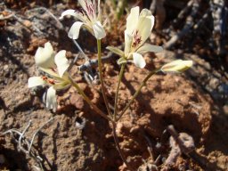 Pelargonium articulatum